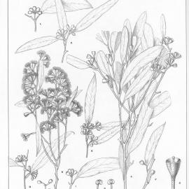 A critical revision of the genus Eucalyptus (Volume 1): Plate 12