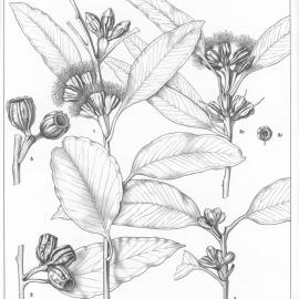 A critical revision of the genus Eucalyptus (Volume 1): Plate 14