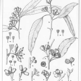 A critical revision of the genus Eucalyptus (Volume 1): Plate 15