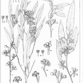 A critical revision of the genus Eucalyptus (Volume 1): Plate 16