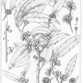 A critical revision of the genus Eucalyptus (Volume 1): Plate 17