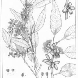 A critical revision of the genus Eucalyptus (Volume 1): Plate 18