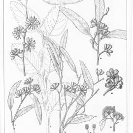 A critical revision of the genus Eucalyptus (Volume 1): Plate 19