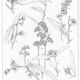 A critical revision of the genus Eucalyptus (Volume 1): Plate 21