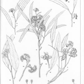 A critical revision of the genus Eucalyptus (Volume 1): Plate 22