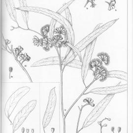 A critical revision of the genus Eucalyptus (Volume 1): Plate 23