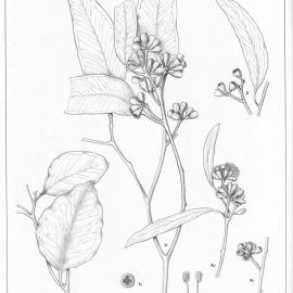 A critical revision of the genus Eucalyptus (Volume 1): Plate 24