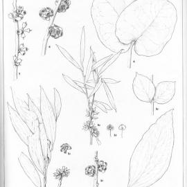 A critical revision of the genus Eucalyptus (Volume 1): Plate 25