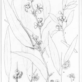 A critical revision of the genus Eucalyptus (Volume 1): Plate 26