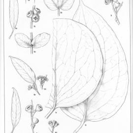 A critical revision of the genus Eucalyptus (Volume 1): Plate 28