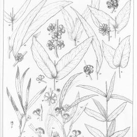 A critical revision of the genus Eucalyptus (Volume 1): Plate 29