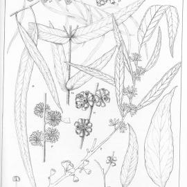 A critical revision of the genus Eucalyptus (Volume 1): Plate 30