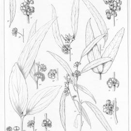 A critical revision of the genus Eucalyptus (Volume 1): Plate 31