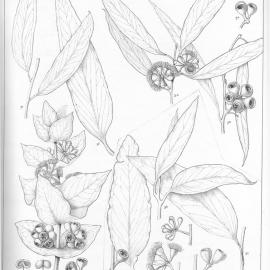 A critical revision of the genus Eucalyptus (Volume 1): Plate 32