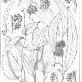 A critical revision of the genus Eucalyptus (Volume 1): Plate 33