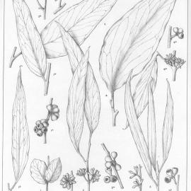 A critical revision of the genus Eucalyptus (Volume 1): Plate 34