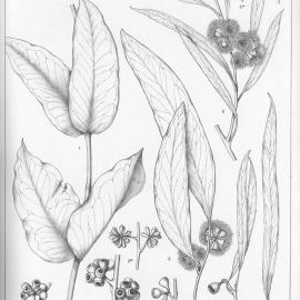 A critical revision of the genus Eucalyptus (Volume 1): Plate 35