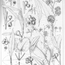 A critical revision of the genus Eucalyptus (Volume 1): Plate 36