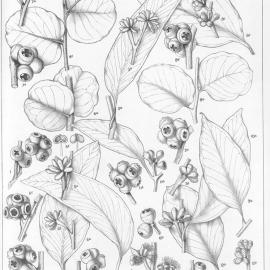 A critical revision of the genus Eucalyptus (Volume 1): Plate 37