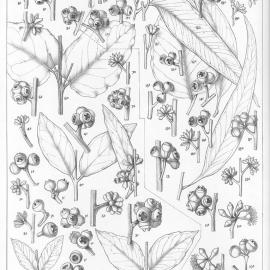 A critical revision of the genus Eucalyptus (Volume 1): Plate 38