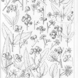 A critical revision of the genus Eucalyptus (Volume 1): Plate 39