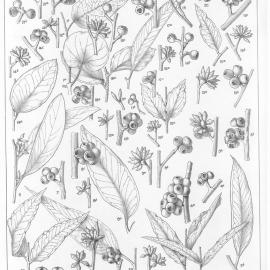 A critical revision of the genus Eucalyptus (Volume 1): Plate 40