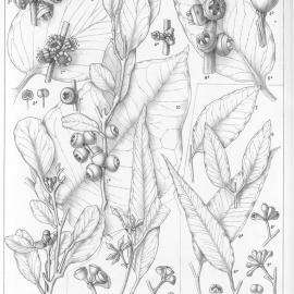 A critical revision of the genus Eucalyptus (Volume 1): Plate 41