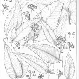A critical revision of the genus Eucalyptus (Volume 1): Plate 42