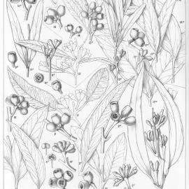 A critical revision of the genus Eucalyptus (Volume 1): Plate 43