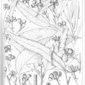A critical revision of the genus Eucalyptus (Volume 1): Plate 44
