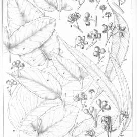 A critical revision of the genus Eucalyptus (Volume 1): Plate 45