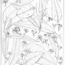 A critical revision of the genus Eucalyptus (Volume 1): Plate 46