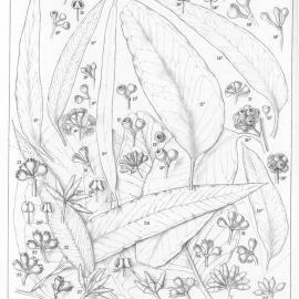 A critical revision of the genus Eucalyptus (Volume 1): Plate 47