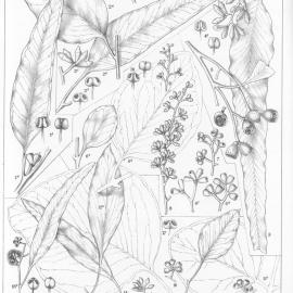 A critical revision of the genus Eucalyptus (Volume 1): Plate 48
