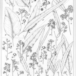 A critical revision of the genus Eucalyptus (Volume 2): Plate 49