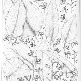 A critical revision of the genus Eucalyptus (Volume 2): Plate 50