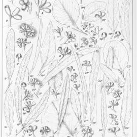 A critical revision of the genus Eucalyptus (Volume 2): Plate 51