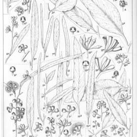 A critical revision of the genus Eucalyptus (Volume 2): Plate 52