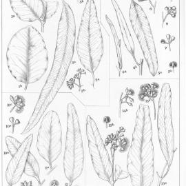 A critical revision of the genus Eucalyptus (Volume 2): Plate 53
