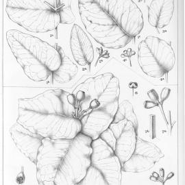 A critical revision of the genus Eucalyptus (Volume 2): Plate 54