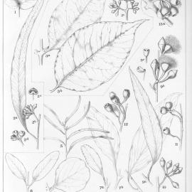 A critical revision of the genus Eucalyptus (Volume 2): Plate 55