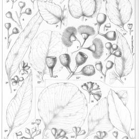 A critical revision of the genus Eucalyptus (Volume 2): Plate 56