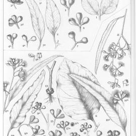 A critical revision of the genus Eucalyptus (Volume 2): Plate 57