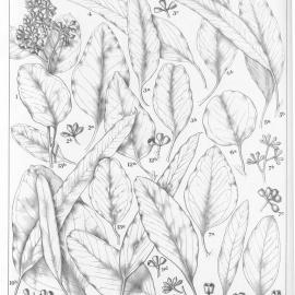 A critical revision of the genus Eucalyptus (Volume 2): Plate 58