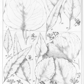 A critical revision of the genus Eucalyptus (Volume 2): Plate 59