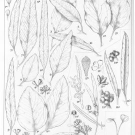 A critical revision of the genus Eucalyptus (Volume 2): Plate 60