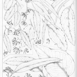 A critical revision of the genus Eucalyptus (Volume 2): Plate 61