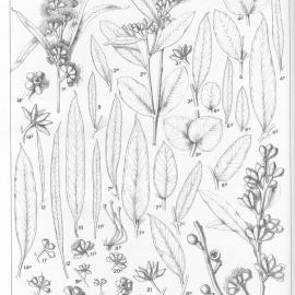 A critical revision of the genus Eucalyptus (Volume 2): Plate 62