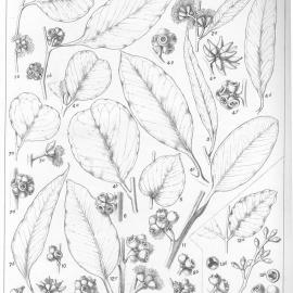 A critical revision of the genus Eucalyptus (Volume 2): Plate 63