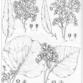 A critical revision of the genus Eucalyptus (Volume 2): Plate 64
